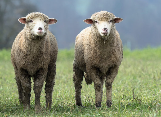 Iker bárányok