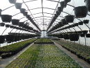 Kertészet korszerűsítése- üveg- és fóliaházak létesítése, energiahatékonyságának növelése geotermikus energia felhasználásának lehetőségével